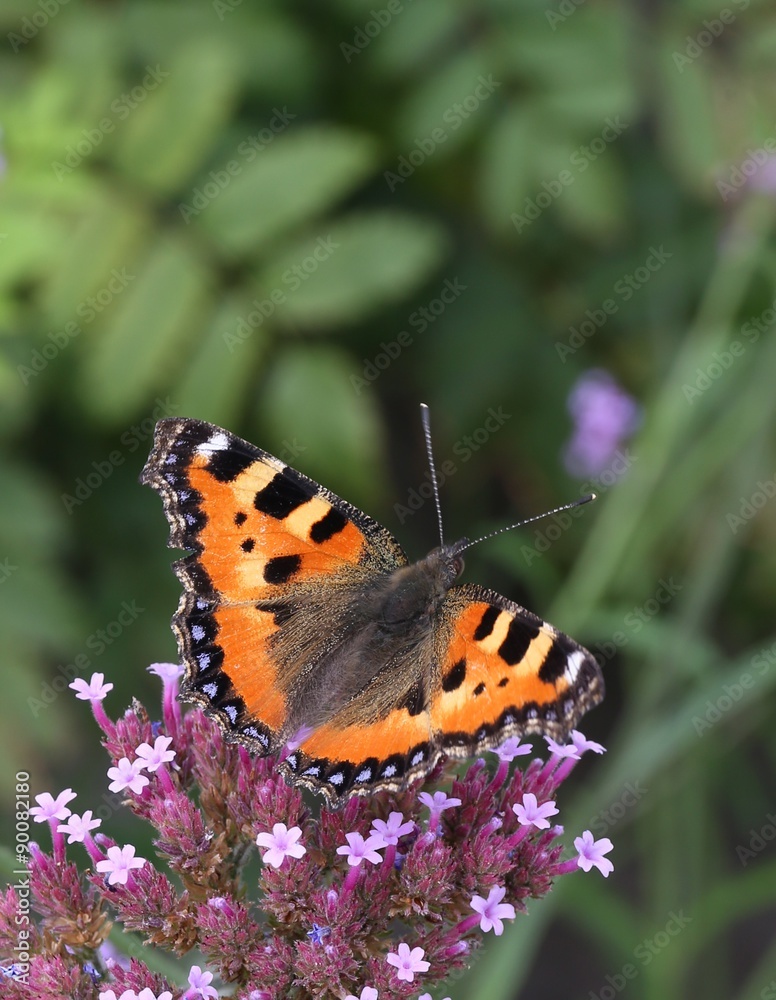 schöner Schmetterling_Kleiner Fuchs und Verbena bonariensis schöner Schmetterling_Kleiner Fuchs und Verbena bonariensis