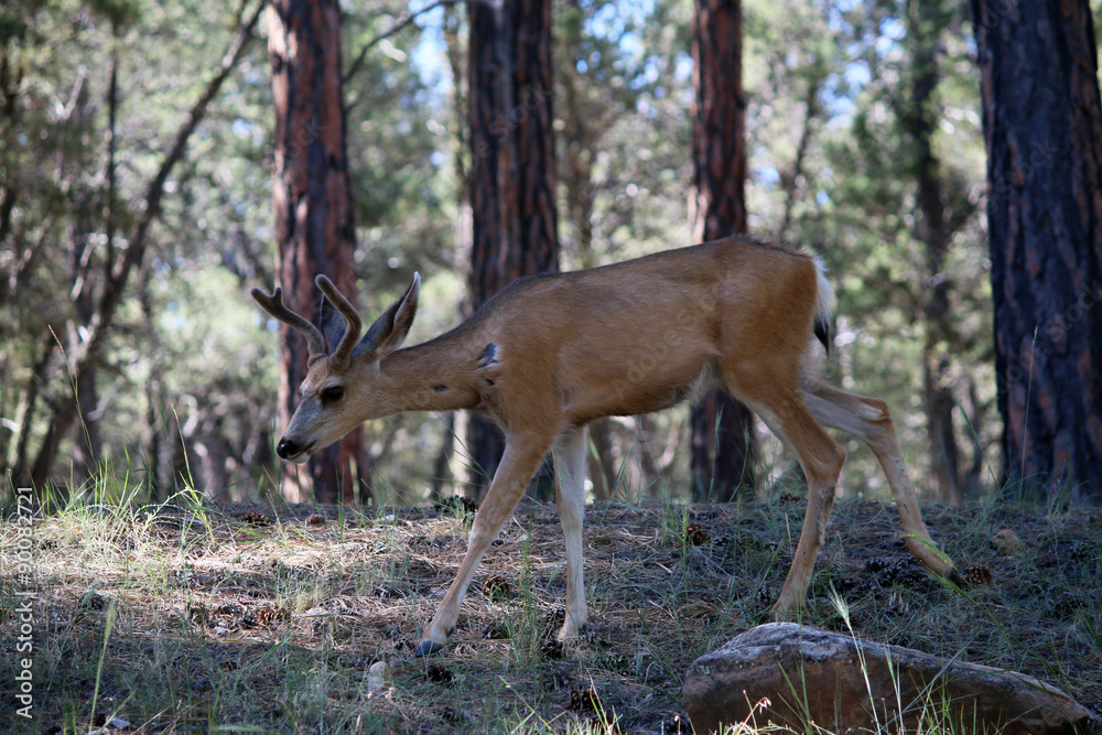 Mule deer in Grand Canyon National Park, Arizona, United States Mule deer in Grand Canyon National Park, Arizona, United States