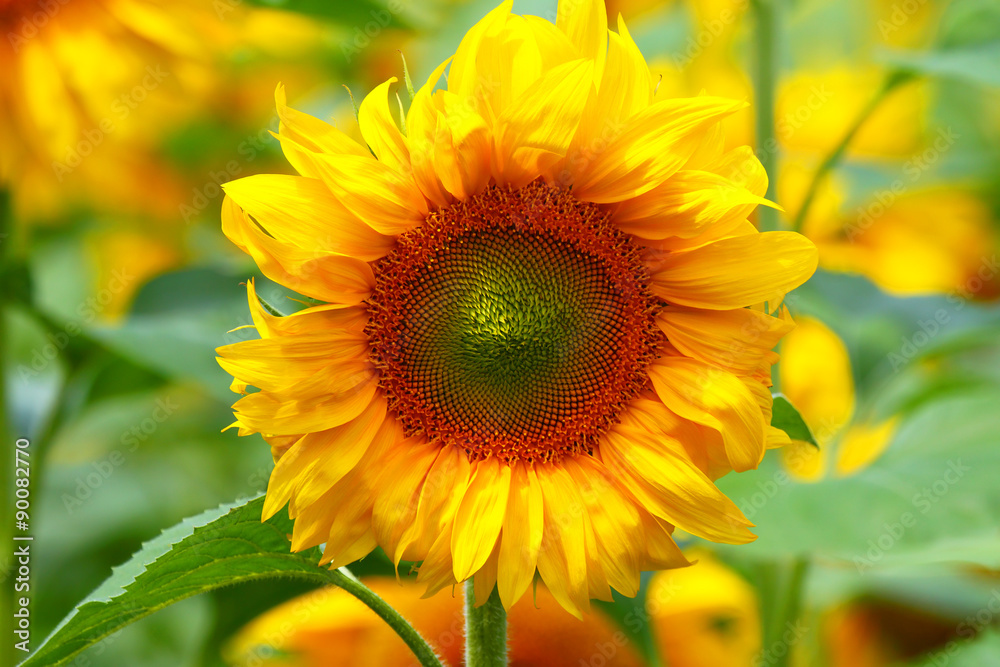 Obraz premium Sunflower close up.