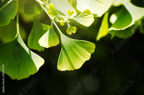 Ginkgo Biloba