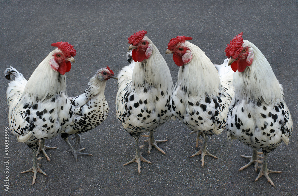 Fototapeta premium Small hen and four roosters