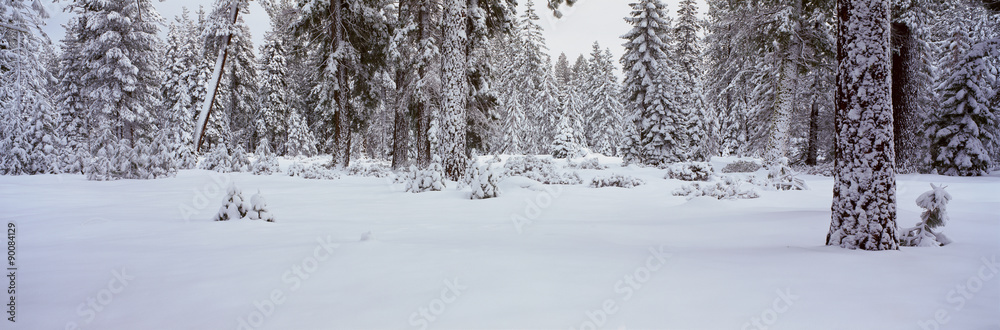 Fototapeta premium Winter Snowstorm in the Lake Tahoe Area, California