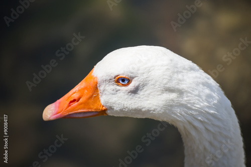 The close up of a duck in a natural park in Tuscany (Italy)