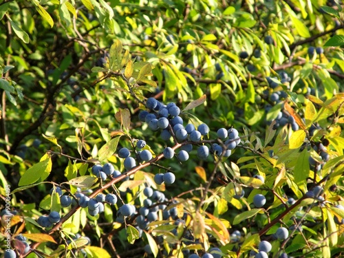 Sloe Branch photo