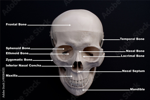 Skull Anterior View Labelled 