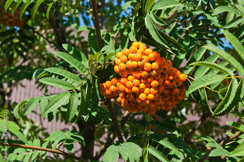 Rowan berries on a mountain ash or rowan tree.
