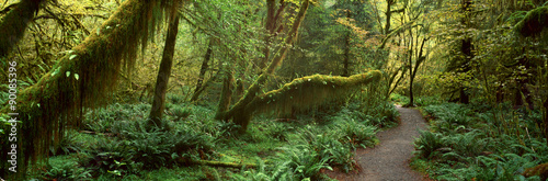 Hoh Rainforest, Olympic National Park, Washington #90085396