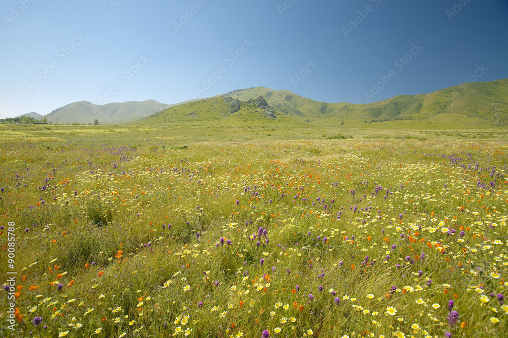 Bright spring yellow flowers, desert gold and California poppies near mountains in the Carrizo National Monument, the US Department of Interior, in Southern California