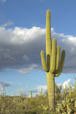 Saguaro Cactus and white puffy clouds in Springtime, Saguaro National Park West, Tucson, Arizona