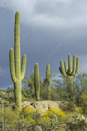 Large saguaro cactus and white puffy clouds in spring in Saguaro National Park West, Tucson, AZ