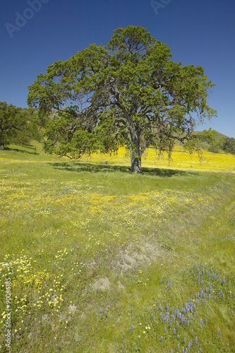 Lone tree and colorful bouquet of spring flowers blossoming off Route 58 on Shell Creek road  West of Bakersfield in CA