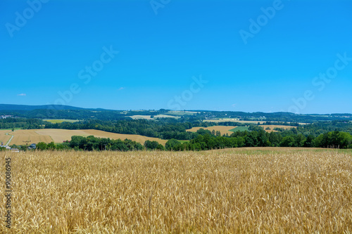 Field with corn with mountains in the background