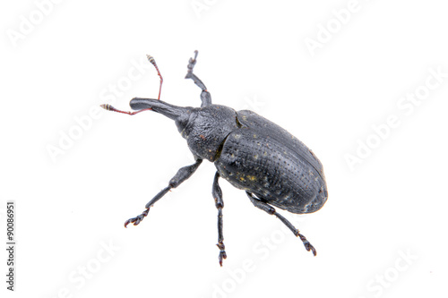 Black bug on a white background