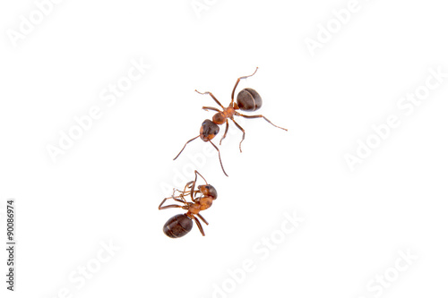 Ants on a white background
