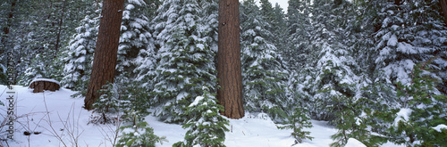 Winter in the Sierra Mountains, California #90087199