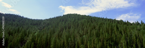 Pine trees, Wyoming