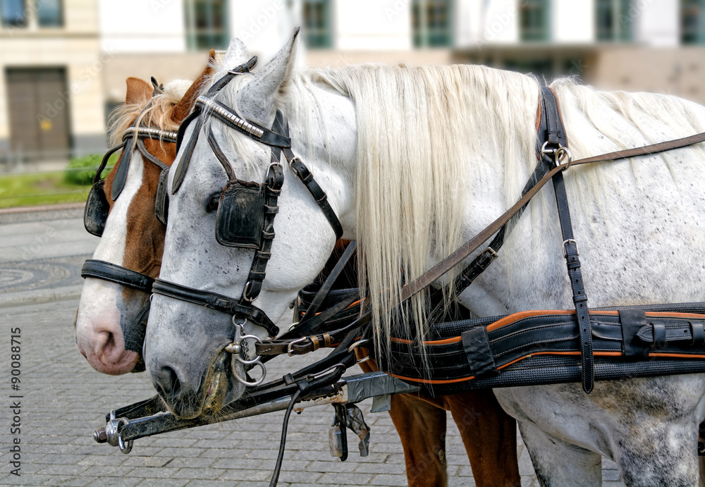 Two horses harnessed to the carriage, waiting for the next ride. Two horses harnessed to the carriage, waiting for the next ride.