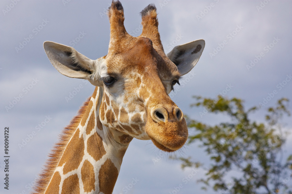 Fototapeta premium Żyrafa