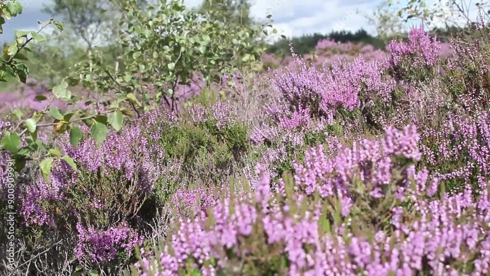 Fields of blooming heather in Scotland, North Lanarkshire, HD footage Fields of blooming heather in Scotland, North Lanarkshire, HD footage