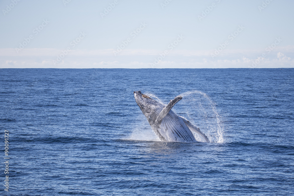 Fototapeta premium breaching whale