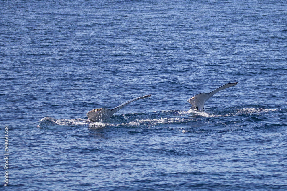 Fototapeta premium two tails