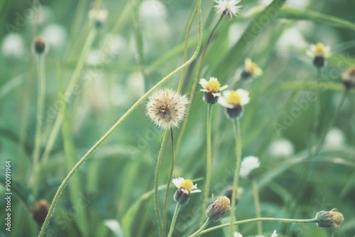 Vintage spring flowers © Successo images
