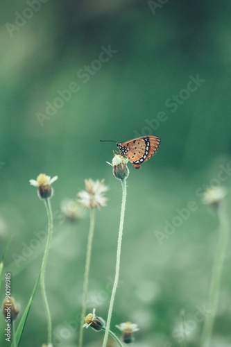 Butterfly with grass flowers