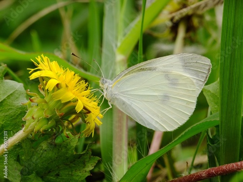 white butterfly on the dandelion flower #5