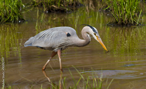 Blue Heron Fishing Sequence (3 of 4)