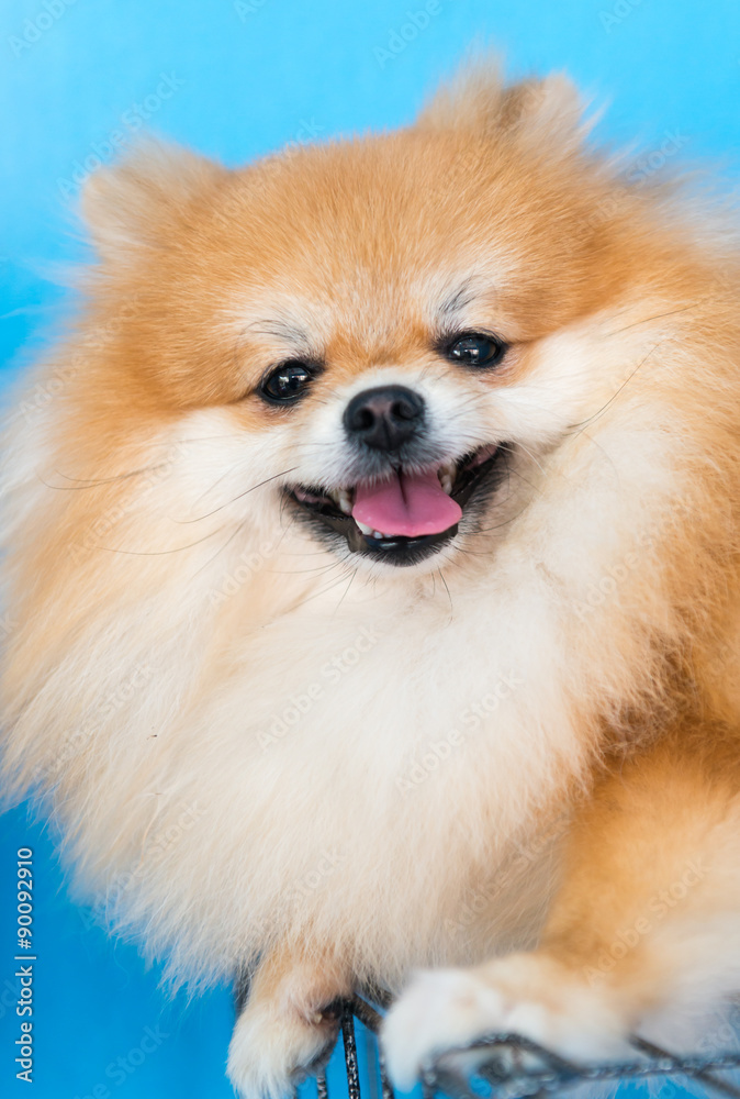 cute brown pomeranian dog