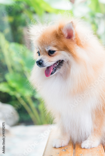 cute brown pomeranian dog