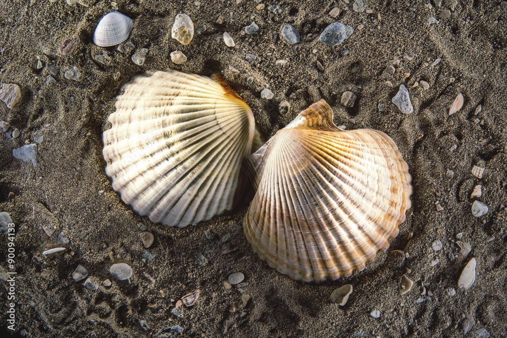 Scallop sea shell on the sand background light paintings Scallop sea shell on the sand background light paintings
