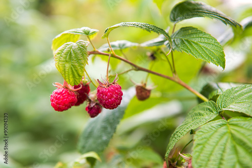 Raspberries bush 
