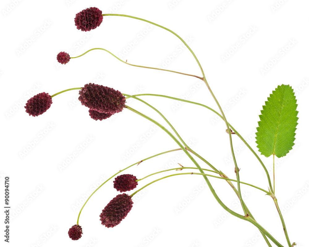 Medicinal plant: Burnet (Sanguisorba officinalis) Medicinal plant: Burnet (Sanguisorba officinalis)
