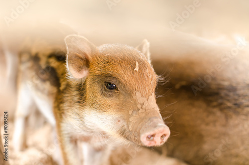 Baby boar 