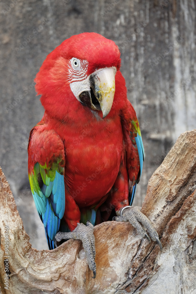 green-winged macaw standing on the wood