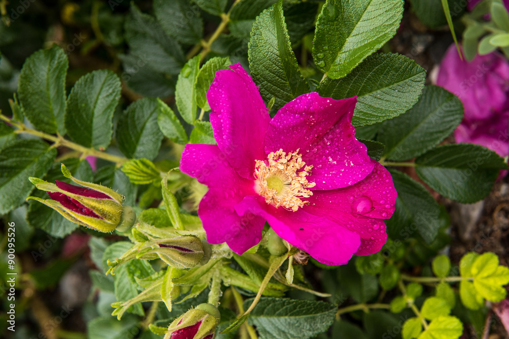 wild dog rose on the pacific ocean coast wild dog rose on the pacific ocean coast