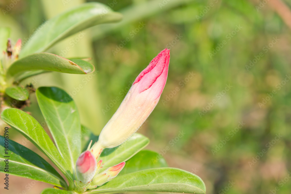 Fototapeta premium Desert Rose; Impala Lily; Mock Azalea