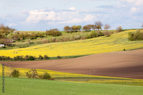 Rolling hills and yellow fields landscape