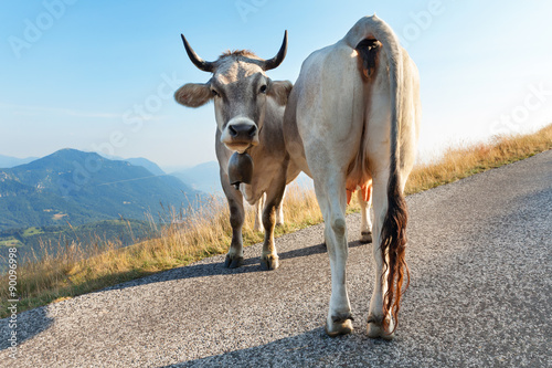 two dairy cows