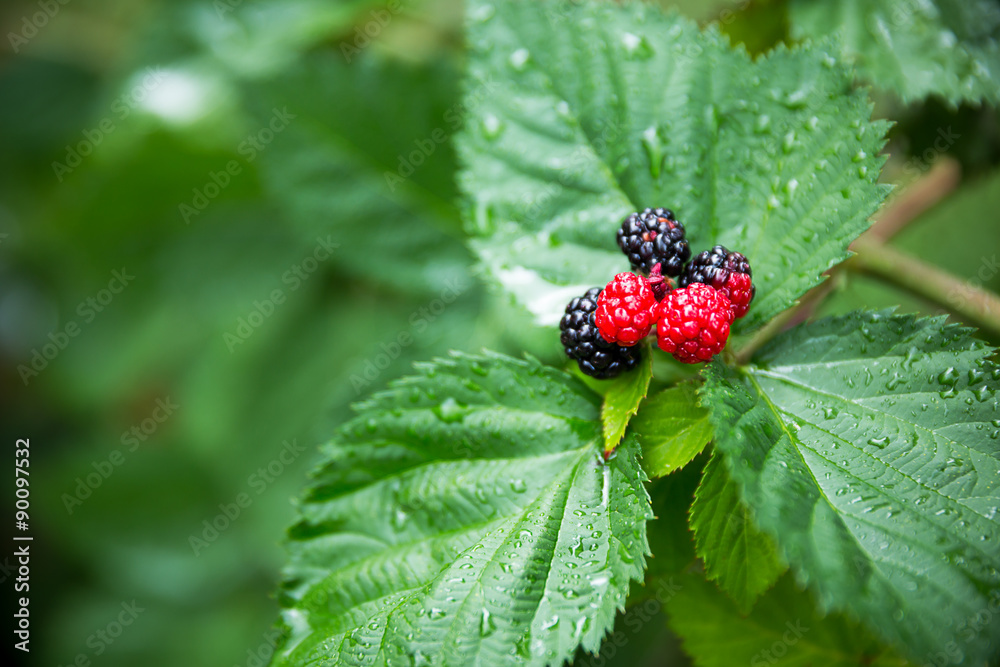 Raspberry Plant Raspberry Plant