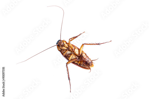 Cockroaches on white background isolated