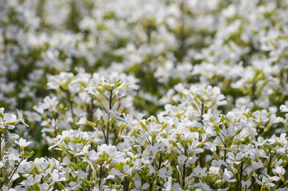 Cerastium tomentosum (Snow-in-Summer) Cerastium tomentosum (Snow-in-Summer)