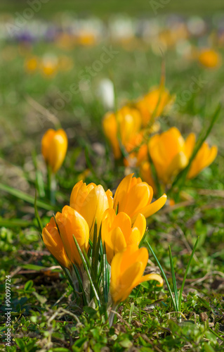 Bunch of yellow crocuses in the spring