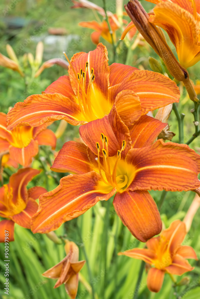 Orange day lily flower in garden Orange day lily flower in garden
