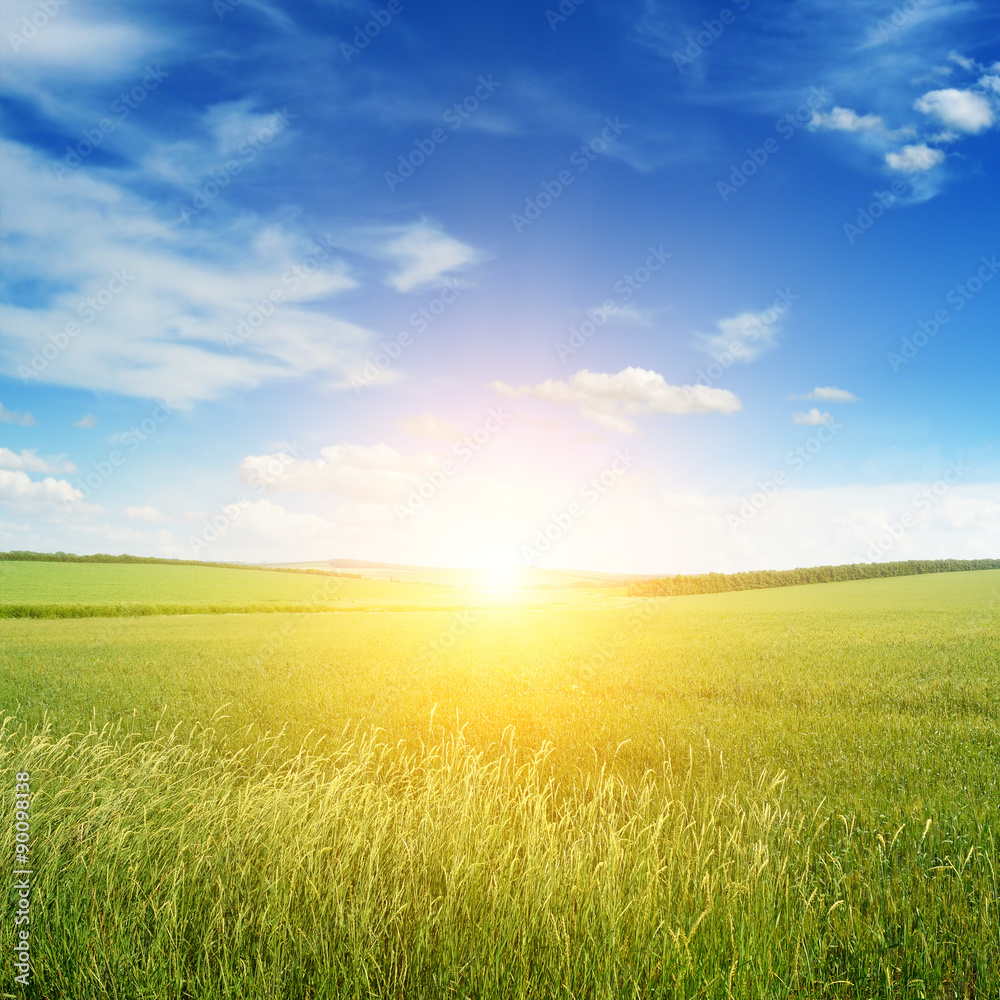 Beautiful sunset on green field Beautiful sunset on green field