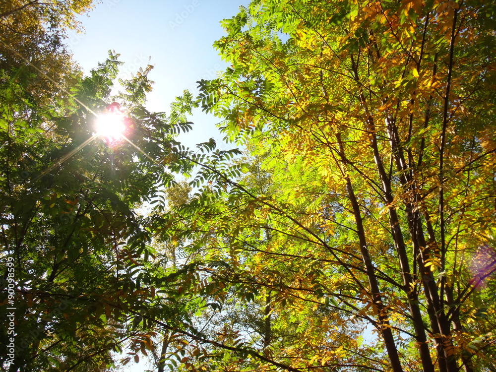 Obraz premium Солнце, проглядывающее сквозь желто-зеленые листья деревьев