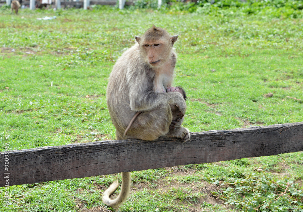 Fototapeta premium Macaque monkey nursing baby