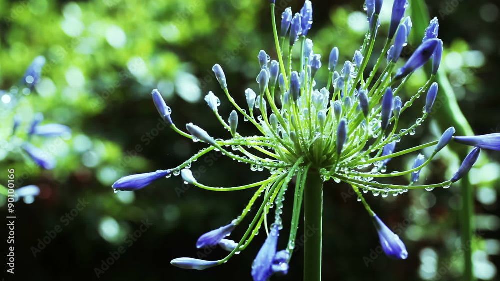 Agapanthus umbrella