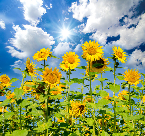 Fototapeta Naklejka Na Ścianę i Meble -  sunflowers: color of summer :)